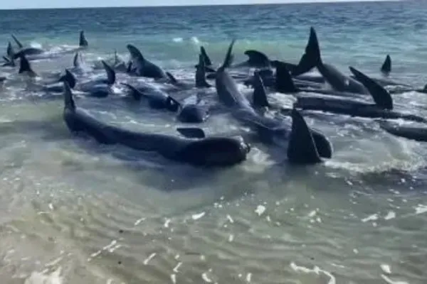 
				
					Mais de 100 baleias ficam encalhadas em praia da Austrália
				
				