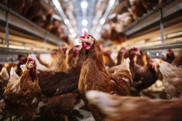 
				
					OMS teme transmissão de gripe aviária entre humanos
				
				