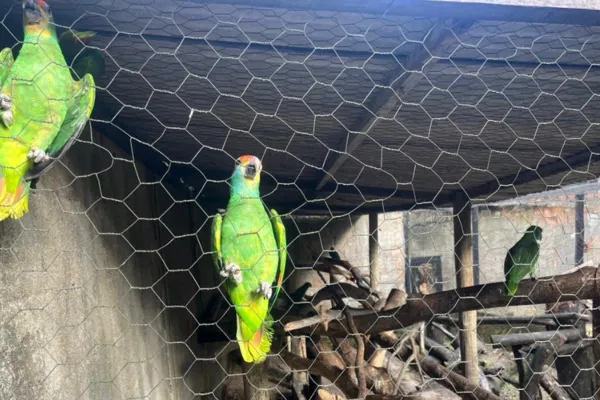 
				
					Resgatados do tráfico, mais 7 papagaios-chauá chegam a Alagoas
				
				
