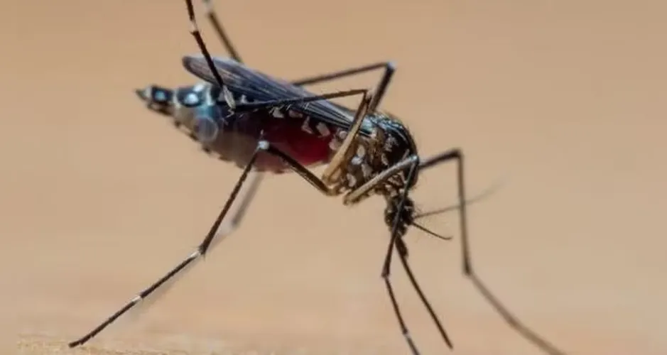 Em apenas dois meses e meio, 2024 já se tornou o pior ano da dengue na série histórica brasileira