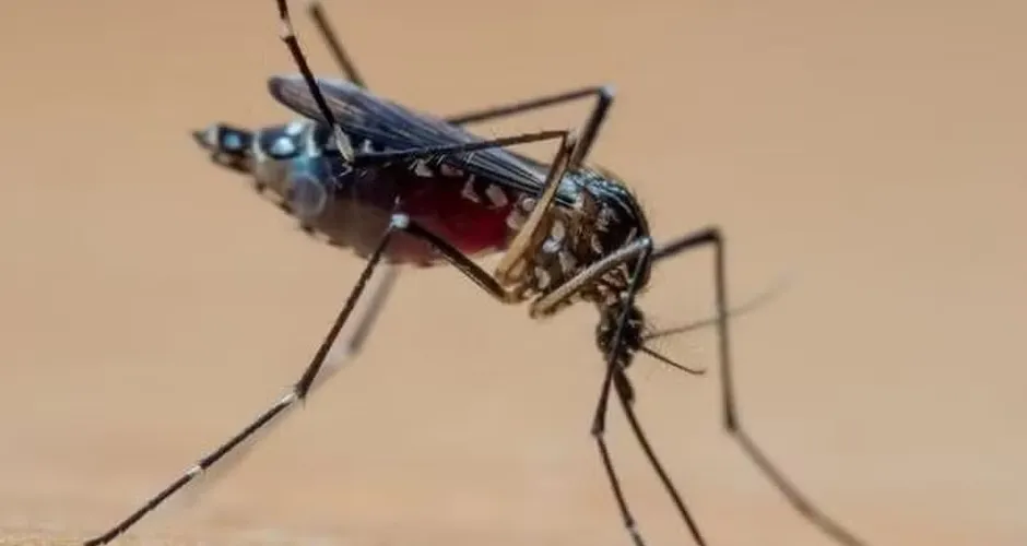 Aedes Aegypti