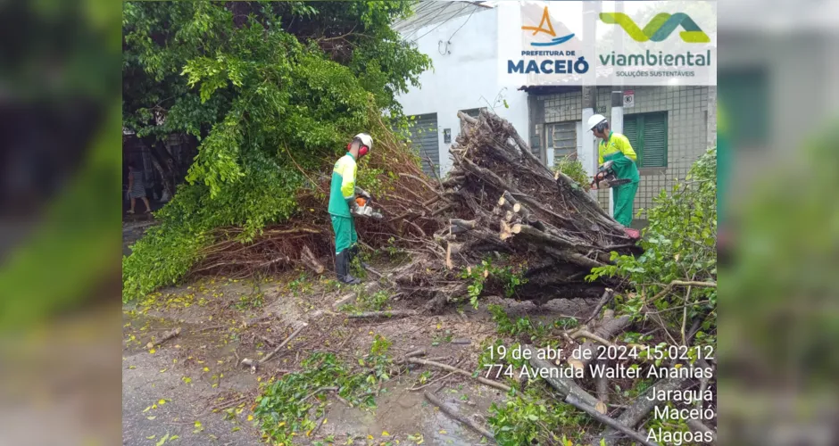 Árvore caiu após as fortes chuvas que atingiram a capital alagoana
