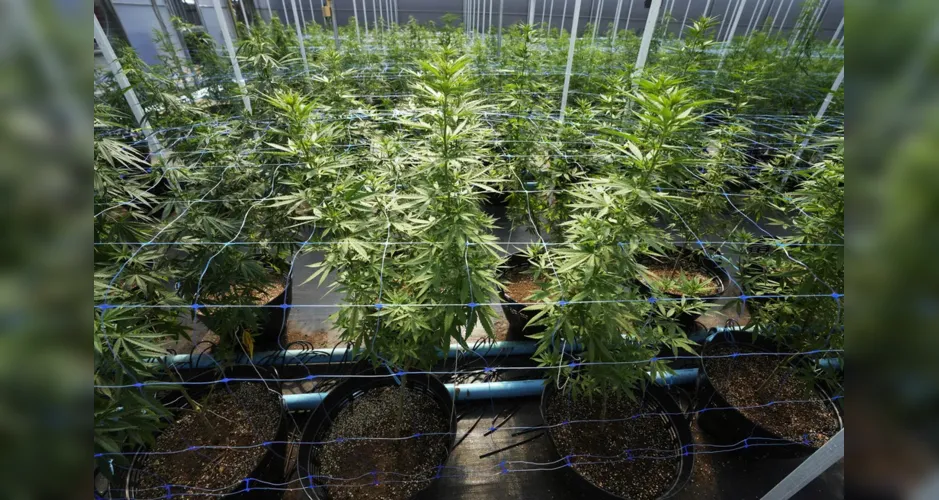 Plantação de cannabis em uma fazenda na Tailândia