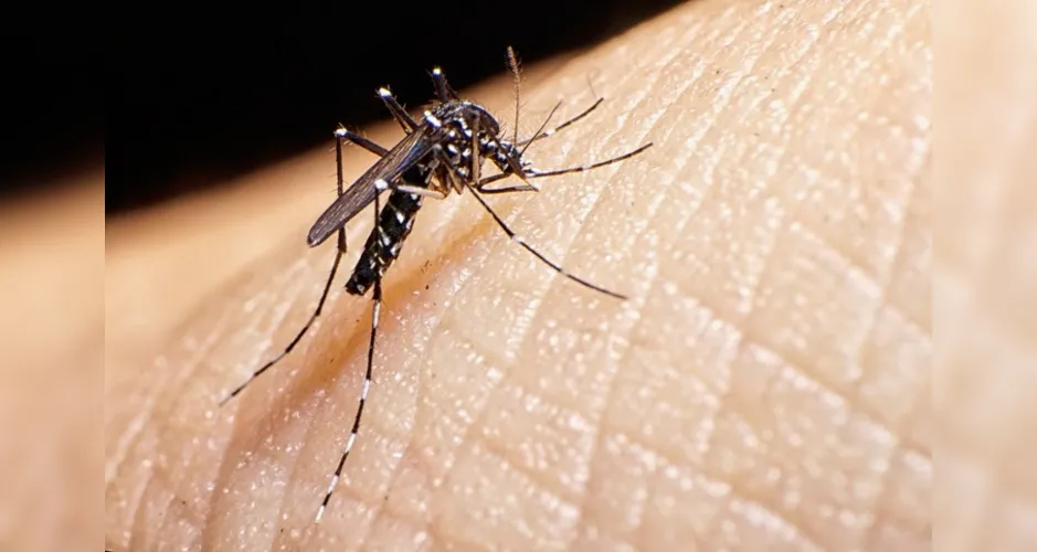 Na semana epidemiológica 15, foram confirmados 1.232 casos de dengue; 85 de chikungunya e 13 de zika