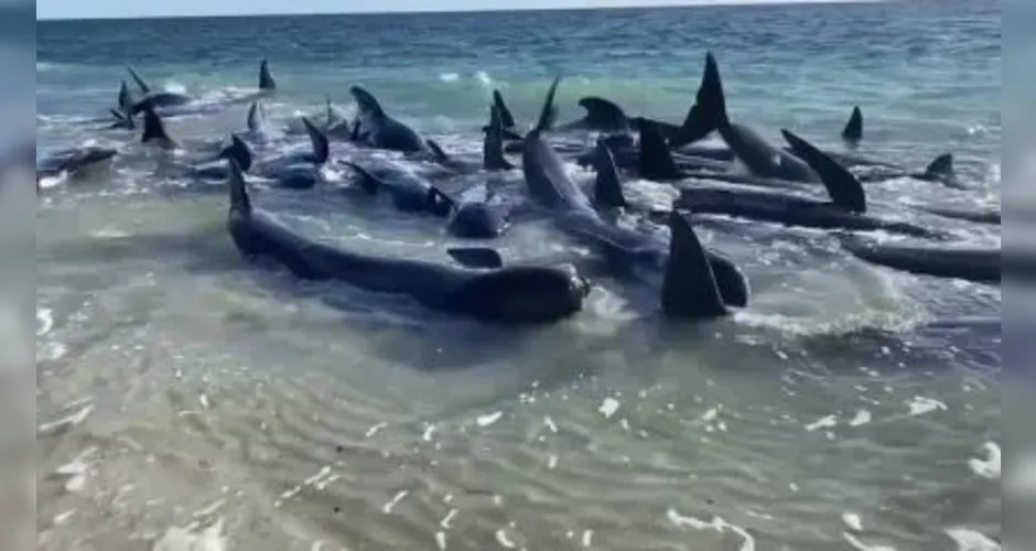 Baleias-piloto encalhadas na costa oeste da Austrália