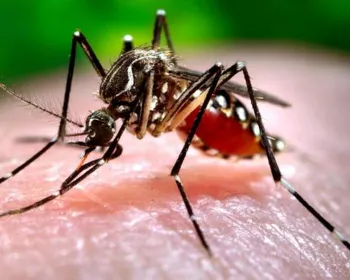 Alagoas registra mais uma morte por dengue, aponta MS