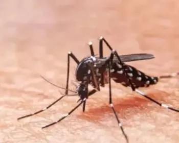 Alagoas tem cinco óbitos suspeitos de dengue