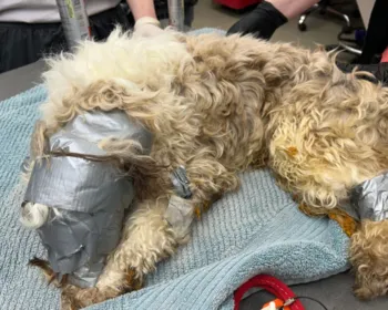 Autoridades investigam cão sufocado com fita adesiva dentro de lixeira