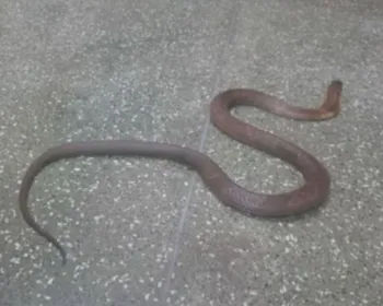 Butantan investiga sumiço de filhote de cobra naja há 3 semanas