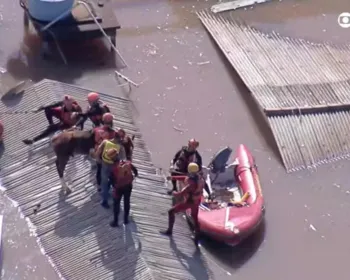 Cavalo ilhado em Canoas é resgatado pelo Exército; veja vídeo