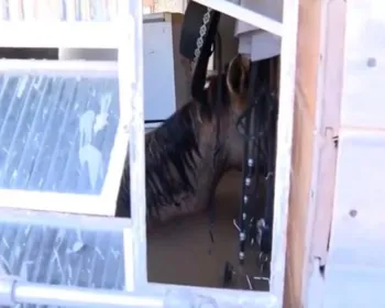 Chuvas no RS: morre cavalo que ficou encurralado em casa em Canoas