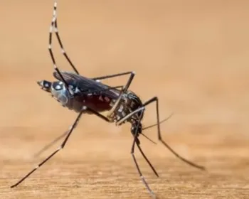 Dengue: São Paulo atinge 680 mortes, com mais de 1 milhão de casos