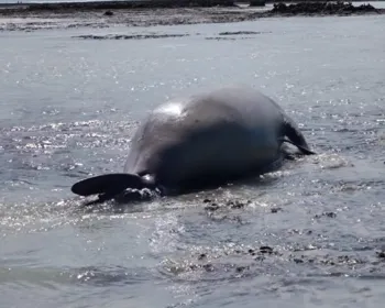 Elefante-marinho é achado em praia de Maragogi e surpreende banhistas