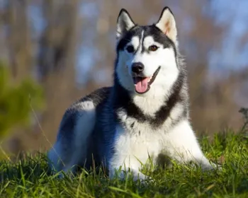 Homem é detido por maus-tratos a cadela da raça Husky Siberiano