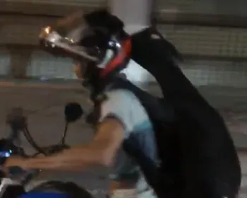 Imagem flagra bode agarrado a motociclista na garupa
