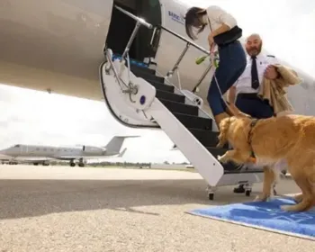 Nova companhia aérea dos EUA oferece voos para cachorros nas cabines