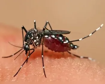 Números oficiais da dengue representam um alerta social