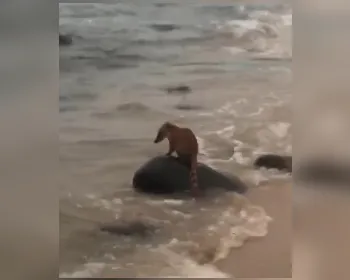 Quati é flagrado por banhistas na Praia de Riacho Doce; veja vídeo!