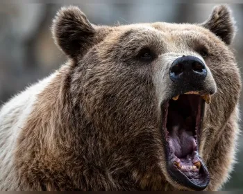 Seis pessoas são internadas com parasita raro após comer carne de urso