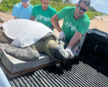 Tartaruga-verde encalhada em praia de Milagres é resgatada pelo Biota