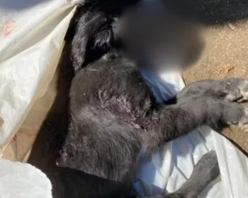 Vídeo: mulher é suspeita de matar cachorro após se irritar com latido