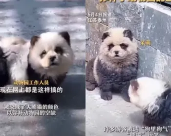 Zoológico chinês tinge cães para parecerem com pandas e causa revolta