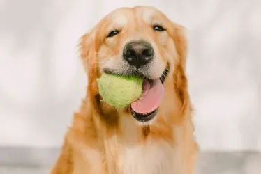
			
				Bot de IA pode permitir que tutores entendam os latidos dos cães
			
			