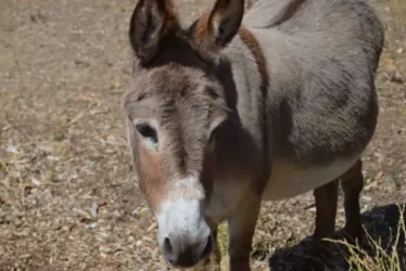 
			
				Burro que inspirou personagem de Shrek está doente e precisa de doação
			
			
