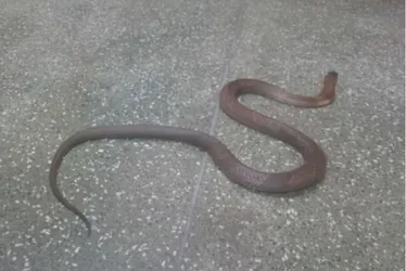 
			
				Butantan investiga sumiço de filhote de cobra naja há 3 semanas
			
			