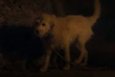 
			
				Cachorro leva chute em A Casa do Dragão e fãs se revoltam
			
			