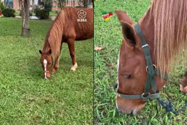 
			
				Cavalo Caramelo, resgatado no RS, ganha 'novo corte de cabelo'
			
			