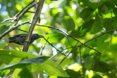 
				Choquinha-de-Alagoas: a luta pela existência
			
			