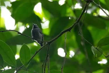 
				Choquinha-de-Alagoas: a luta pela existência
			
			