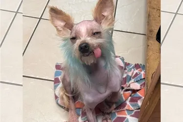 
			
				Concurso irá eleger cachorro mais feio do mundo
			
			