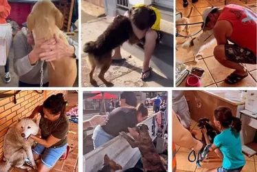 
			
				Emoção: tutores reencontram seus pets no Rio Grande do Sul
			
			