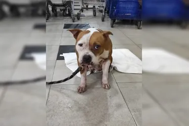 
				Homem diz que esqueceu cadela em mercado por ter déficit de atenção
			
			