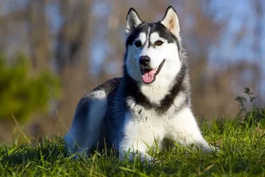 
			
				Homem é detido por maus-tratos a cadela da raça Husky Siberiano
			
			