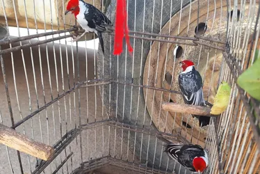 
				Operação Curupira apreende 461 aves e aplica R$ 110 mil em multas em Alagoas
			
			
