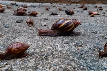 
			
				Proliferação de caramujos africanos assusta moradores em Maceió
			
			