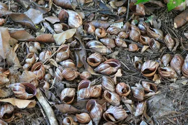 
			
				Proliferação de caramujos africanos assusta moradores em Maceió
			
			