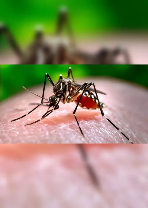 
			
				Alagoas registra mais uma morte por dengue, aponta MS
			
			