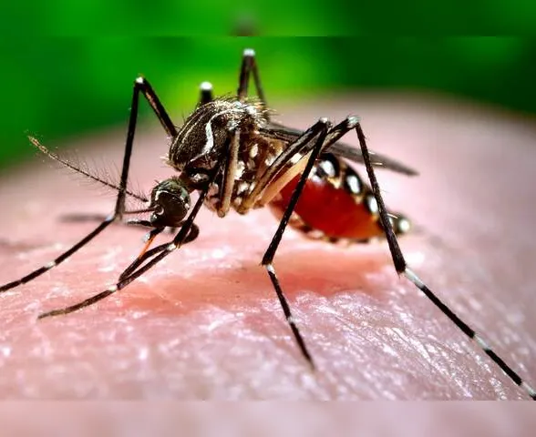 Alagoas registra mais uma morte por dengue, aponta MS