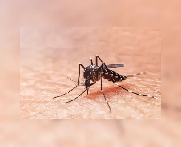 Maceió registra segunda morte por dengue; número de casos sobe 143%