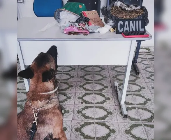 Homem é preso após cão farejador encontrar drogas em Arapiraca