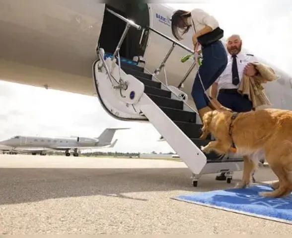 Nova companhia aérea dos EUA oferece voos para cachorros nas cabines