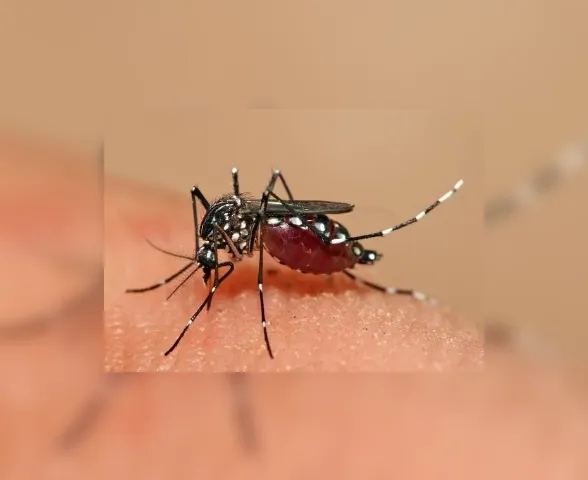 Números oficiais da dengue representam um alerta social