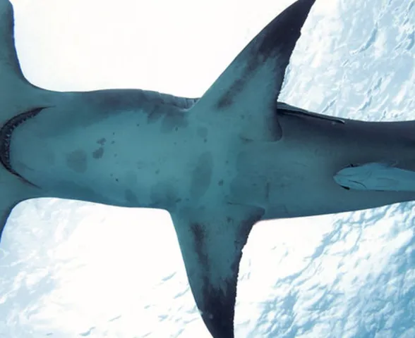 Pesquisador cria método para evitar pesca de tubarões e raias