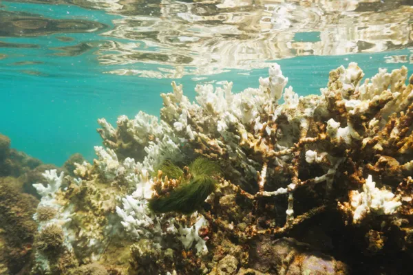 
				
					Aquecimento dos oceanos ameaça biodiversidade marinha em Alagoas
				
				