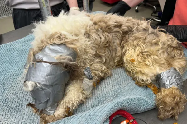 
				
					Autoridades investigam cão sufocado com fita adesiva dentro de lixeira
				
				