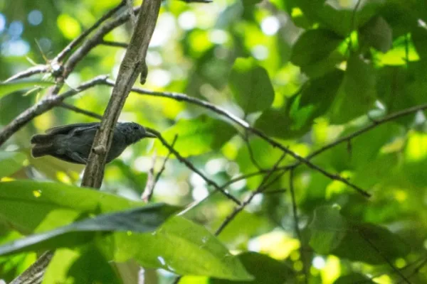 

					Choquinha-de-Alagoas: a luta pela existência

				